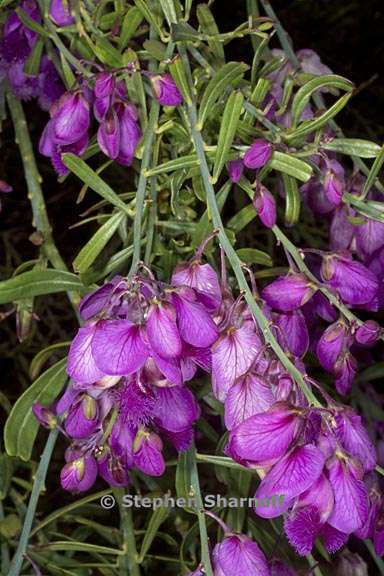 polygala virgata 4 graphic